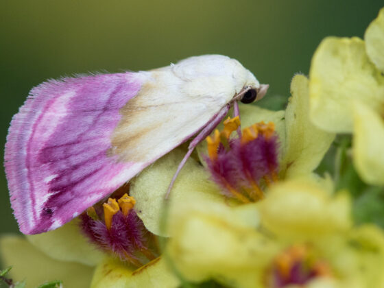 Vlinders tellen in agrarisch gebied. Foto: Jurriën van Deijk prachtpurperuiltje vlinder nachtvlinder