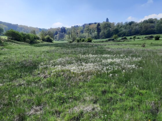 Klimaatbuffers Geuldal foto Hettie Meertens ARK Natuurontwikkeling