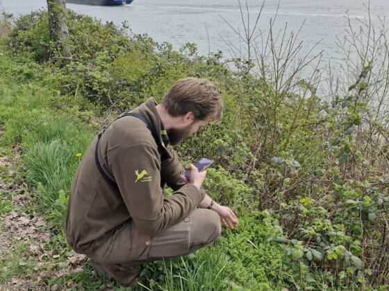 Boswachter van Utrechts Landschap zit gehurkt in de berm naast de rivier Nederrijn.